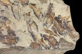 12.4" Fossil Fish (Gosiutichthys) Mortality Plate - Lake Gosiute - #130053-2
